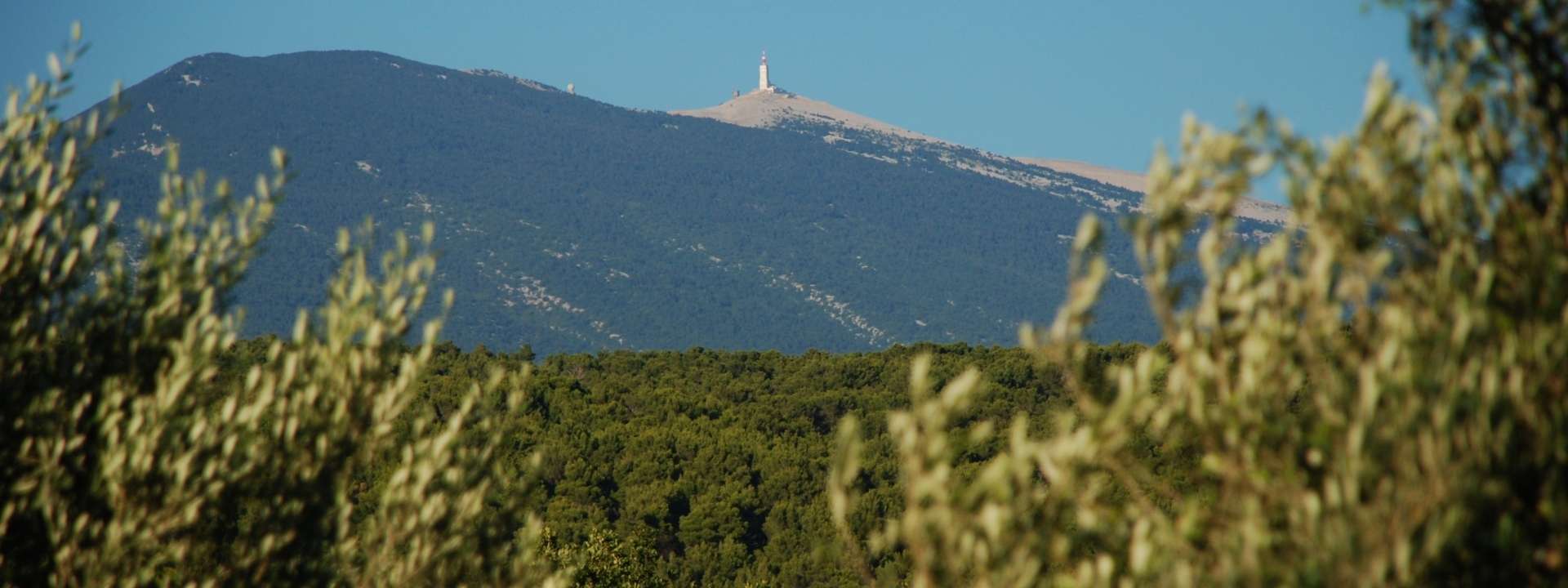 Paysage du Mont Ventoux avec forêt au premier plan - Région d'intervention de ABC Gold Vaucluse